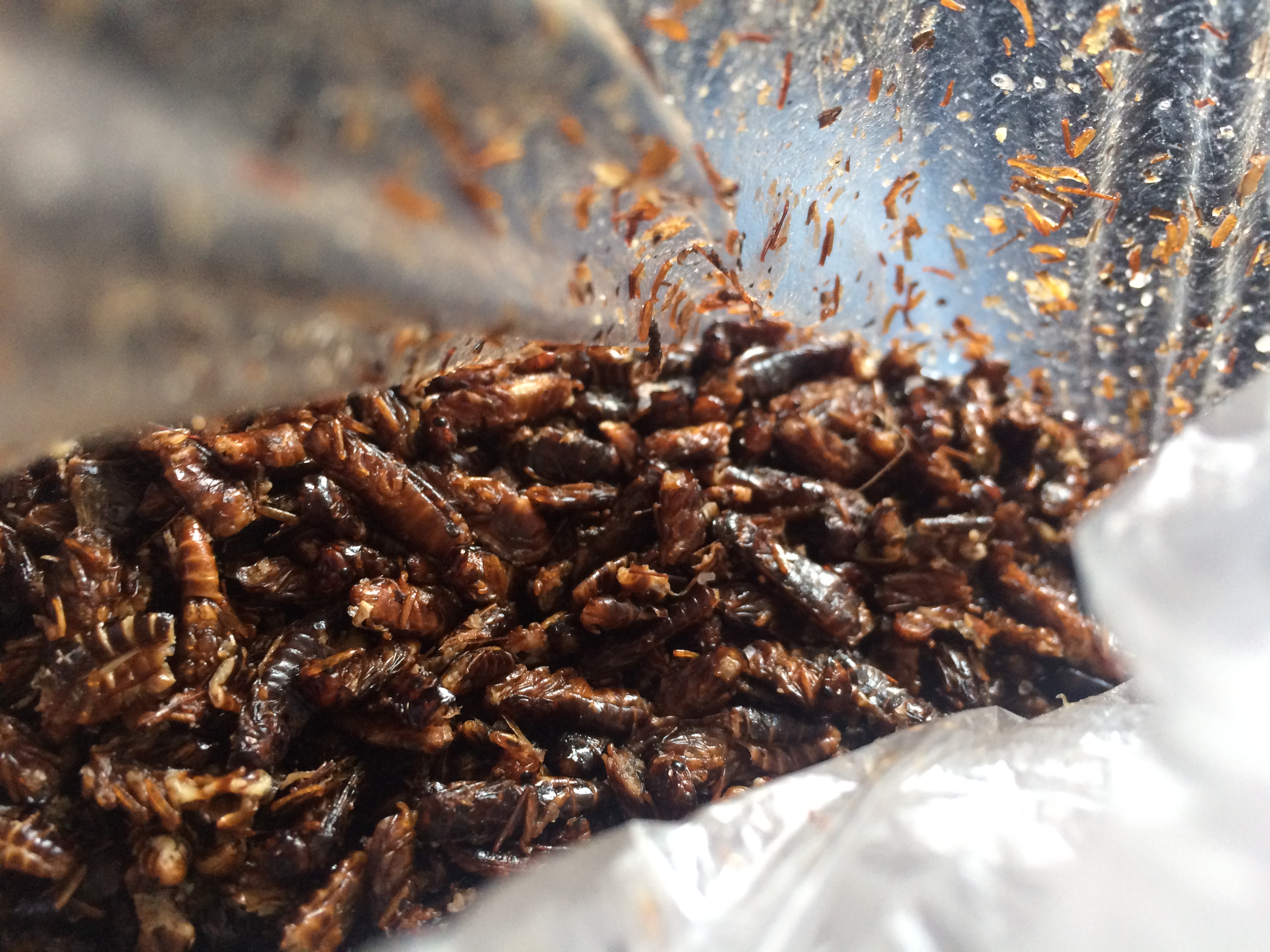 Fried Termites 