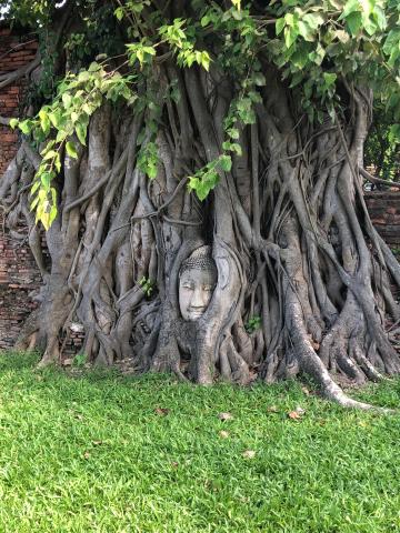 Buddha Head in the Trees